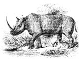 Rhinocerus (Rhinoceros simus), Heb RAM, sometimes translated `Unicorn` (Num.23.22, 24.8, Deut.33.17, Ps.22.21, 29.6, 92.10, Is.34.7, Job.39.9-12).